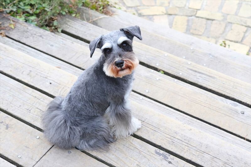 犬