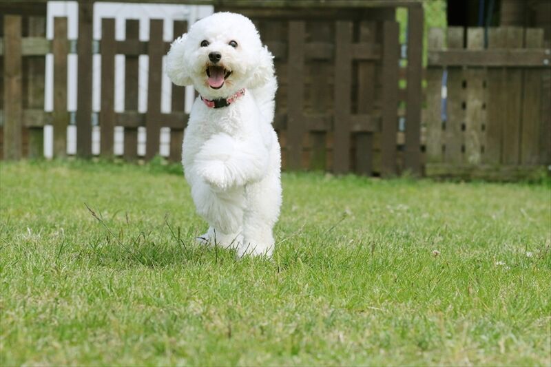 犬